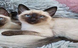 Siamese cats for sale: Old Style Siamese Kittens. Raised with love & care - Advert 40