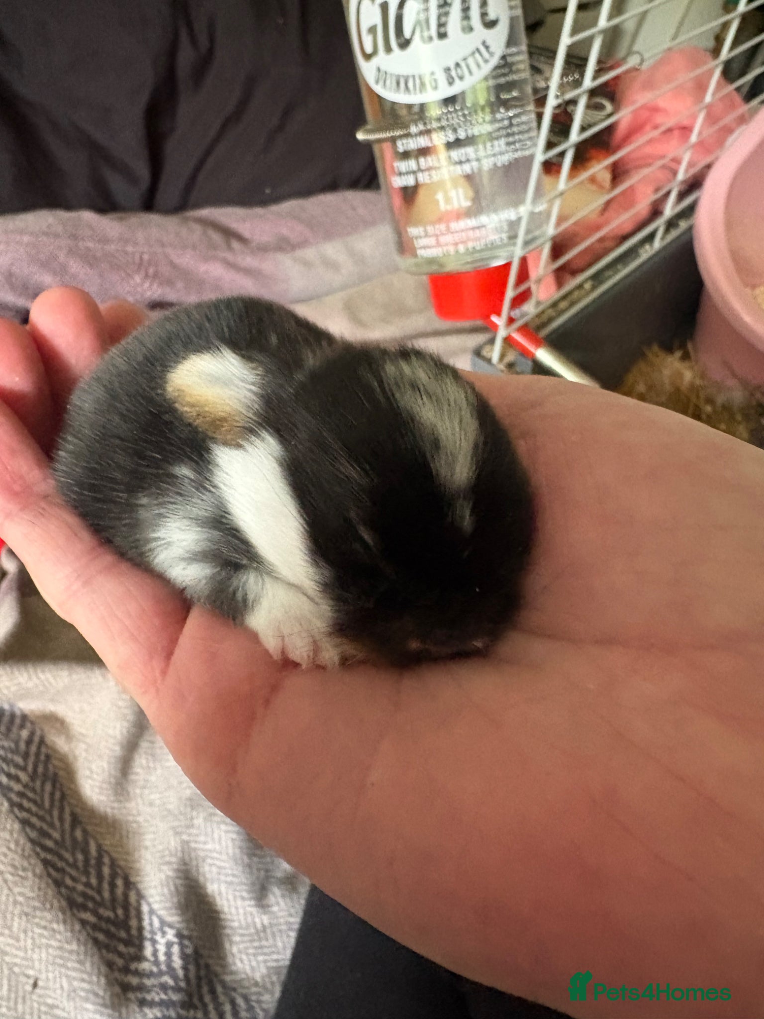 Mini Lop rabbits for sale: mini lop babies  in Callander - Advert 7