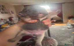 French Bulldog dogs for sale: Chunky French bulldog pups 4 girls  - Image 12