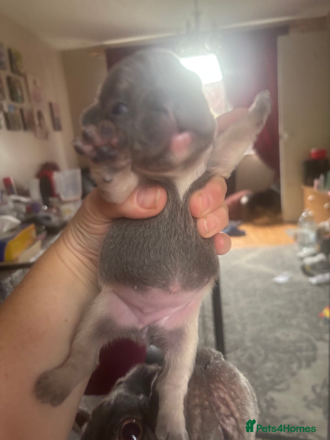 French Bulldog dogs for sale: Chunky French bulldog pups 4 girls  - Image 12