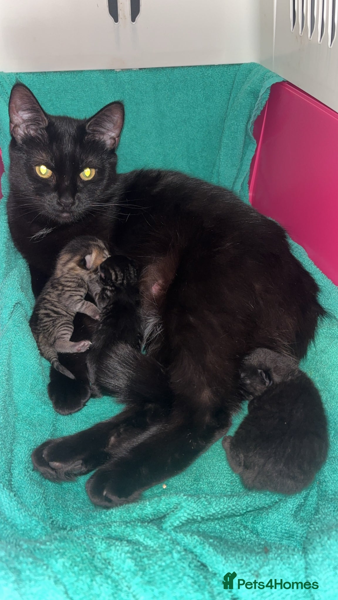 Mixed Breed cats 4 Beautiful kittens Looking for their forever home - Advert 1