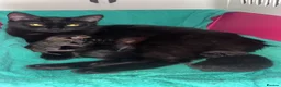 Mixed Breed cats for sale: 4 Beautiful kittens Looking for their forever home in Aberdeen - Advert 1