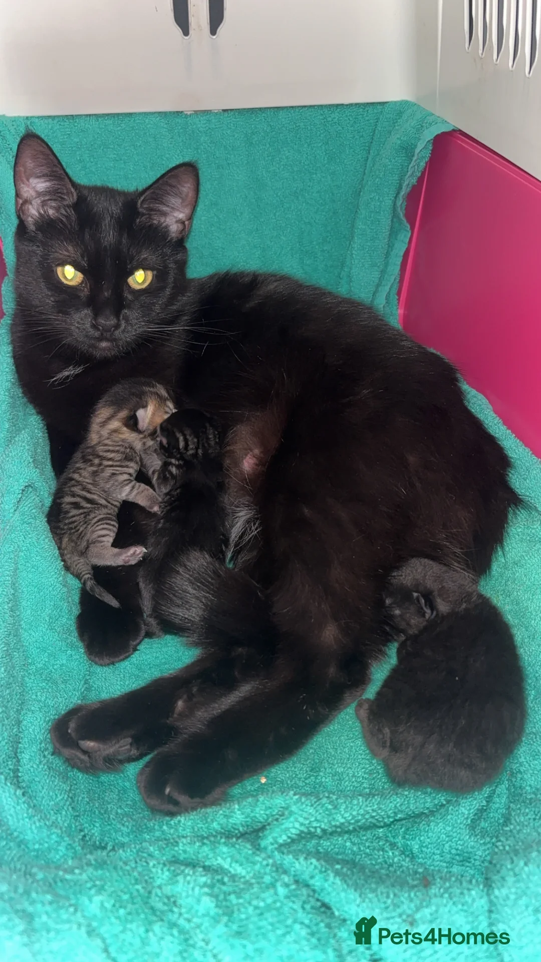 Mixed Breed cats for sale: 4 Beautiful kittens Looking for their forever home in Aberdeen - Advert 1