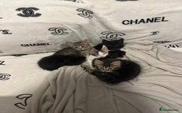 Mixed Breed cats for sale: Kittens for sale ready to go now   - Image 1