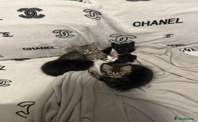 Mixed Breed cats - Advert 1