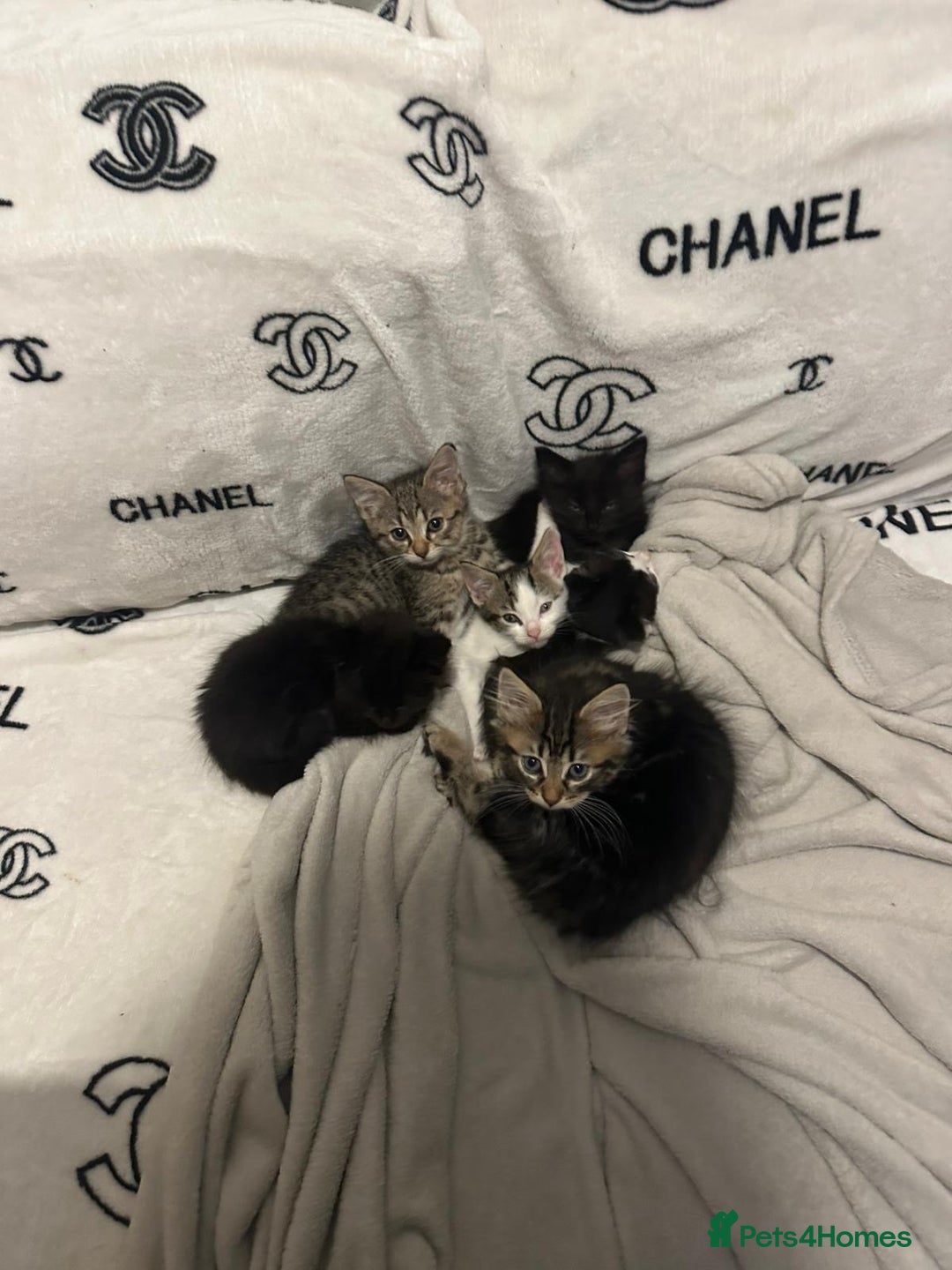 Mixed Breed cats for sale: Kittens for sale ready to go now   - Image 1