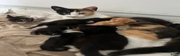 Mixed Breed cats for sale: Four varied mixed breed kittens - Advert 13