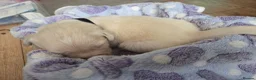 Golden Retriever dogs for sale: Only one male available KC Golden Retriever - Advert 26