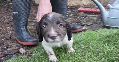 English Springer Spaniel dogs - Advert 4