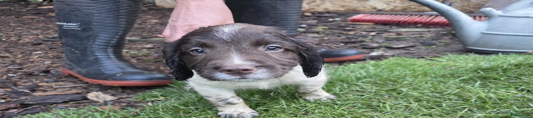 English Springer Spaniel Puppy 2