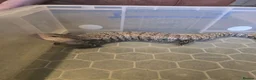 Skink reptiles for sale: Blue Tongued Skink (Meruake) in Coalville - Advert 4