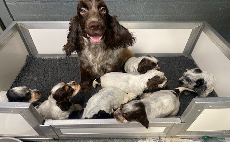 Cocker Spaniel dogs - Advert 1