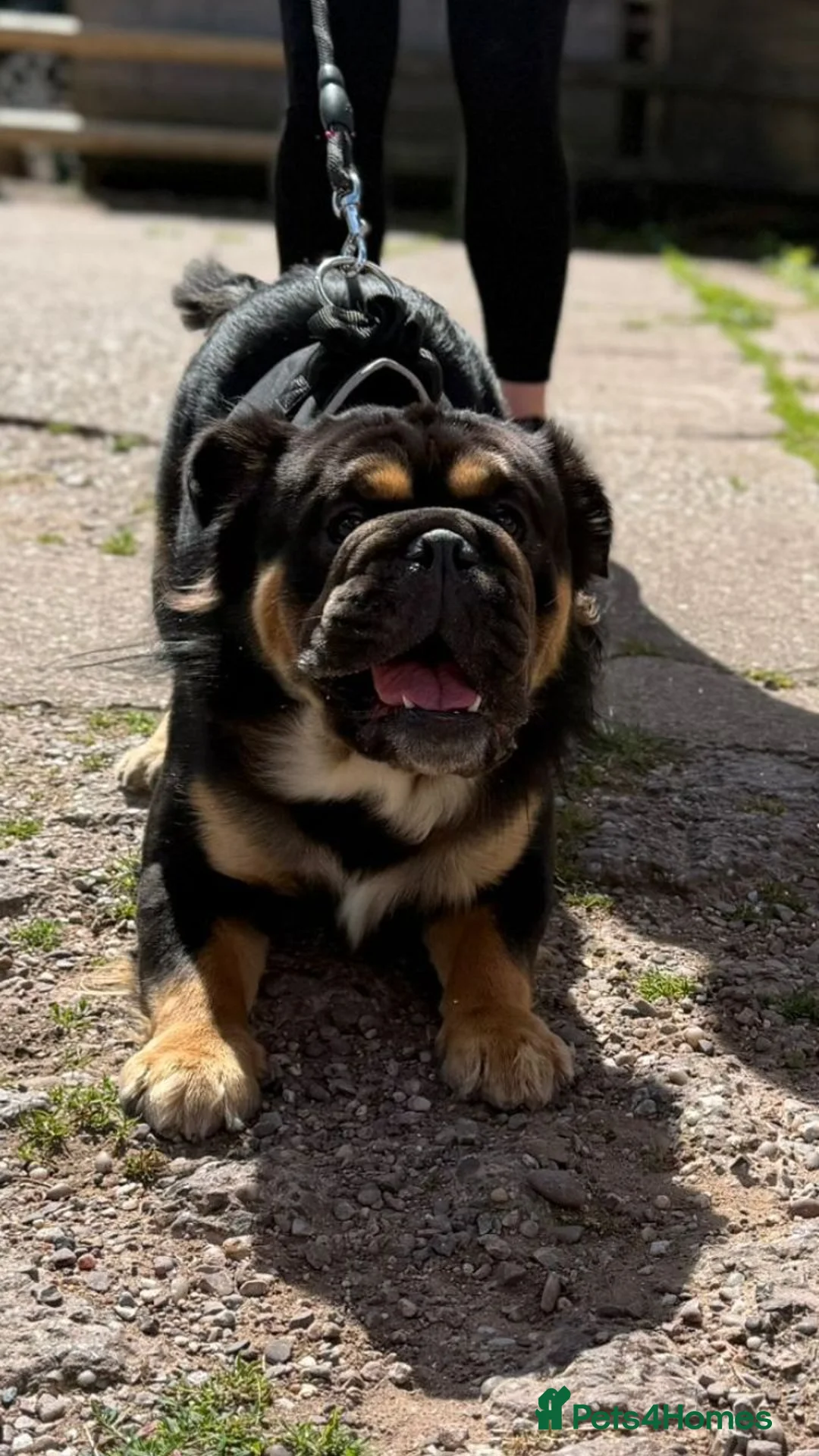 English Bulldog dogs for stud: Fluffy English bulldog for stud - Advert 2