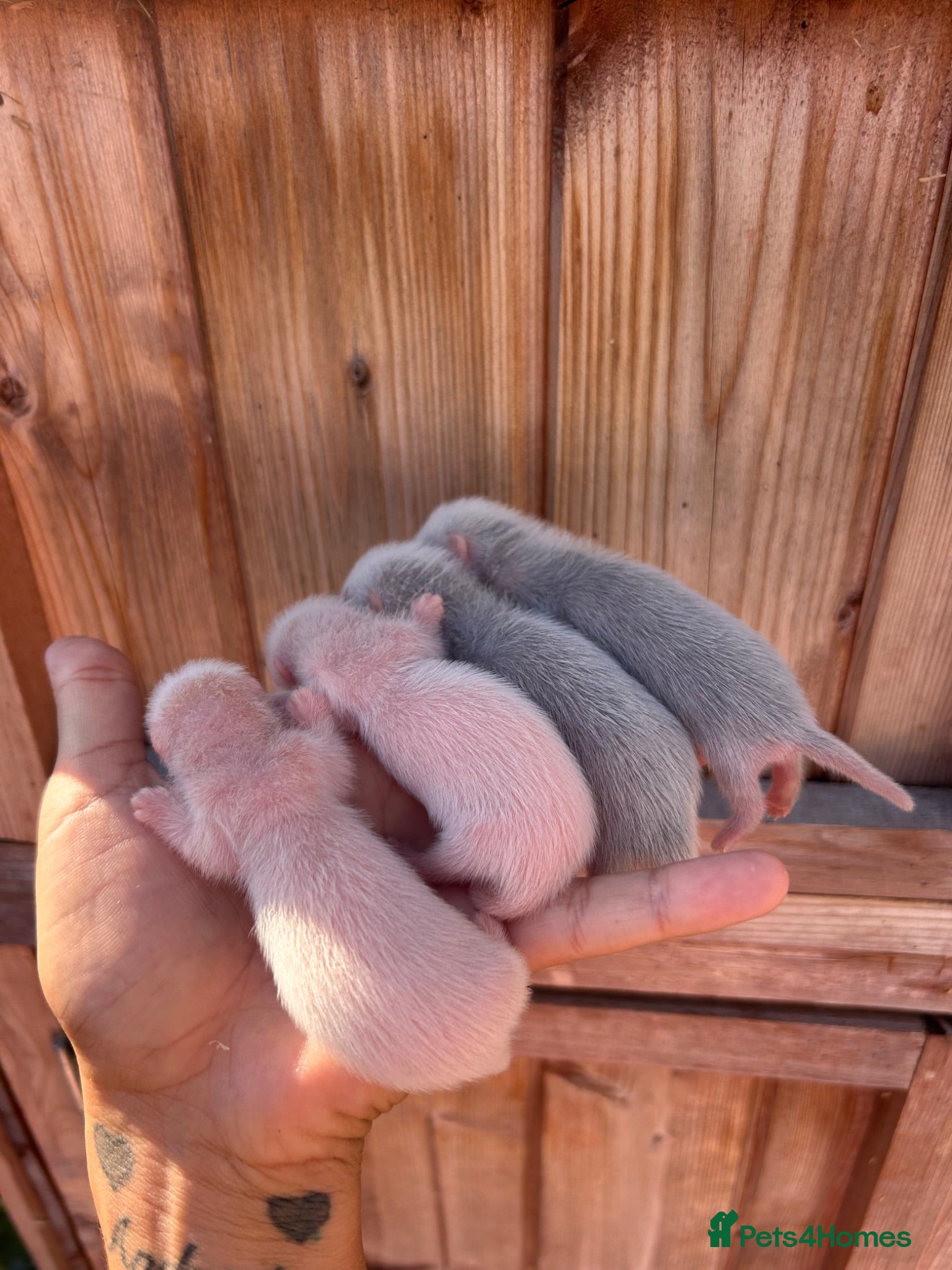 Ferret rodents 4 standard ferret kit Jills to be reserved - Advert 1