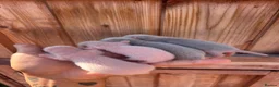 Ferret rodents for sale: 4 standard ferret kit Jills to be reserved - Advert 1