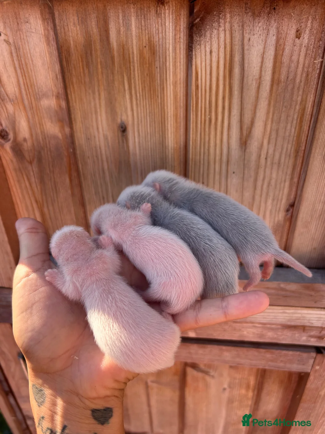 Ferret rodents for sale: 4 standard ferret kit Jills to be reserved - Advert 1