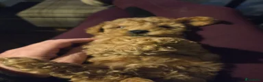 Cockapoo 3