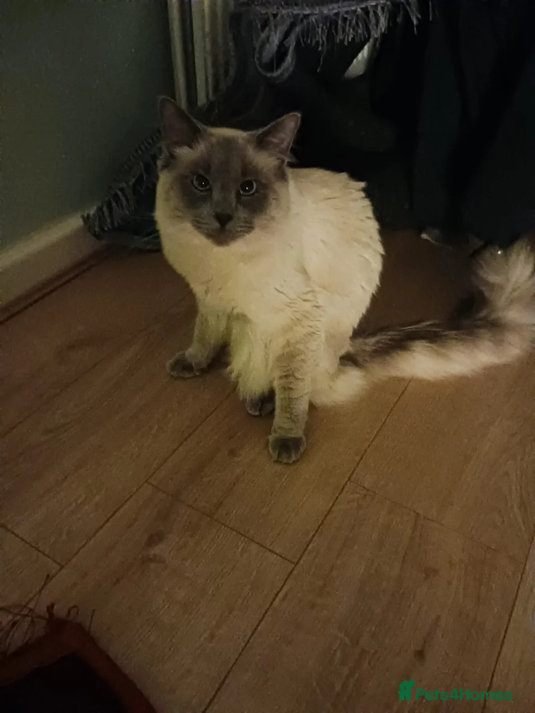Ragdoll cats for sale: Stormy  - Advert 4