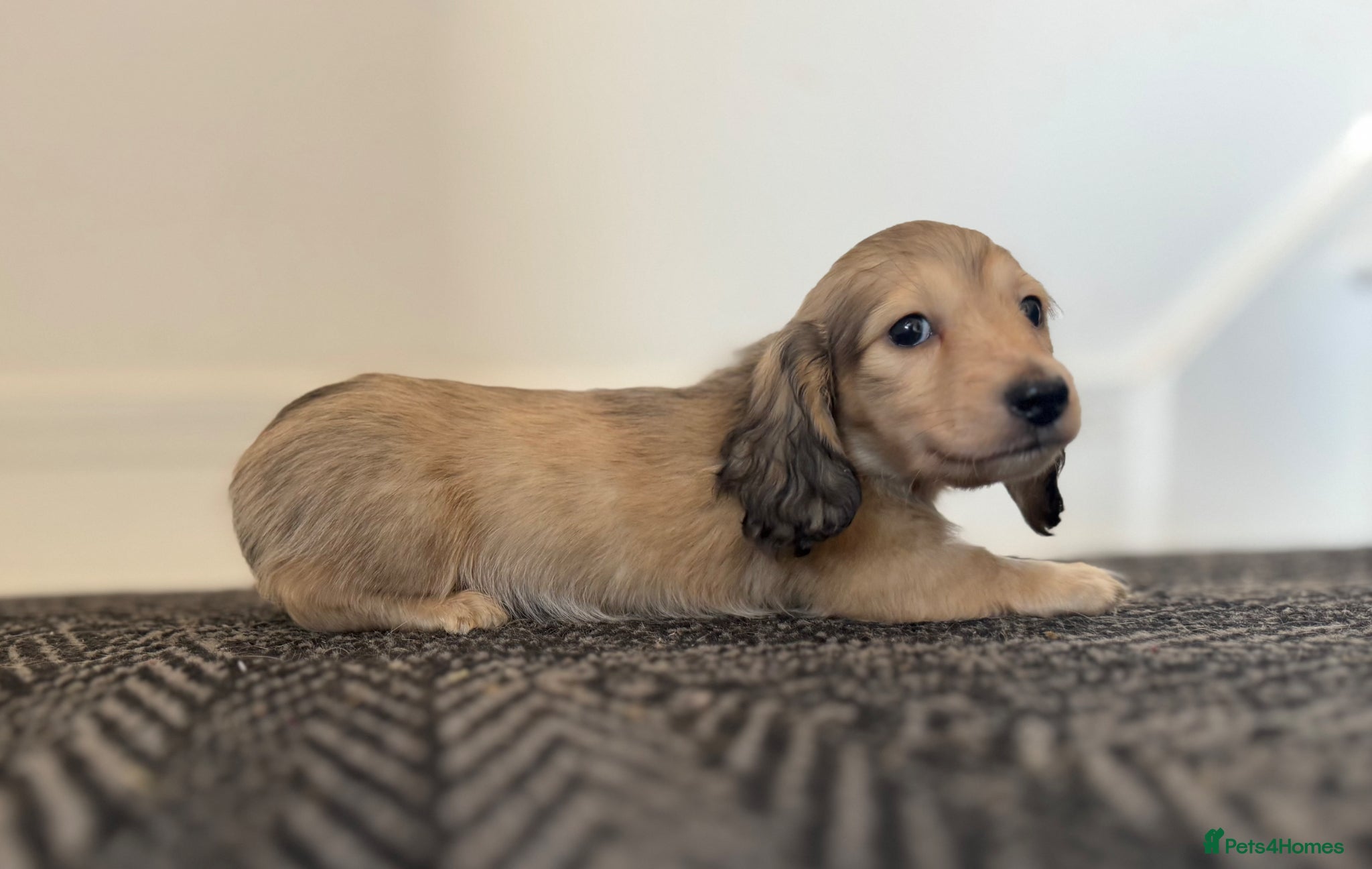 Miniature Dachshund dogs Cream & Shaded Cream KC Mini Dachshunds  - Advert 1