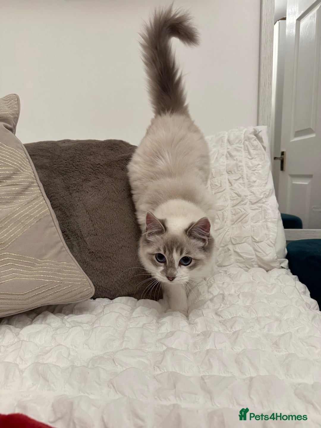 Ragdoll cats for sale: Gorgeous pedigree friendly girl kittens - Advert 4
