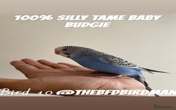 Budgerigars birds for sale: 100% SILLY TAME BABY BUDGIES - Advert 10