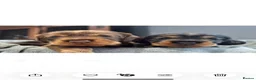 Dachshund dogs for sale: Stunning Kc standard wirehaired  - Advert 17