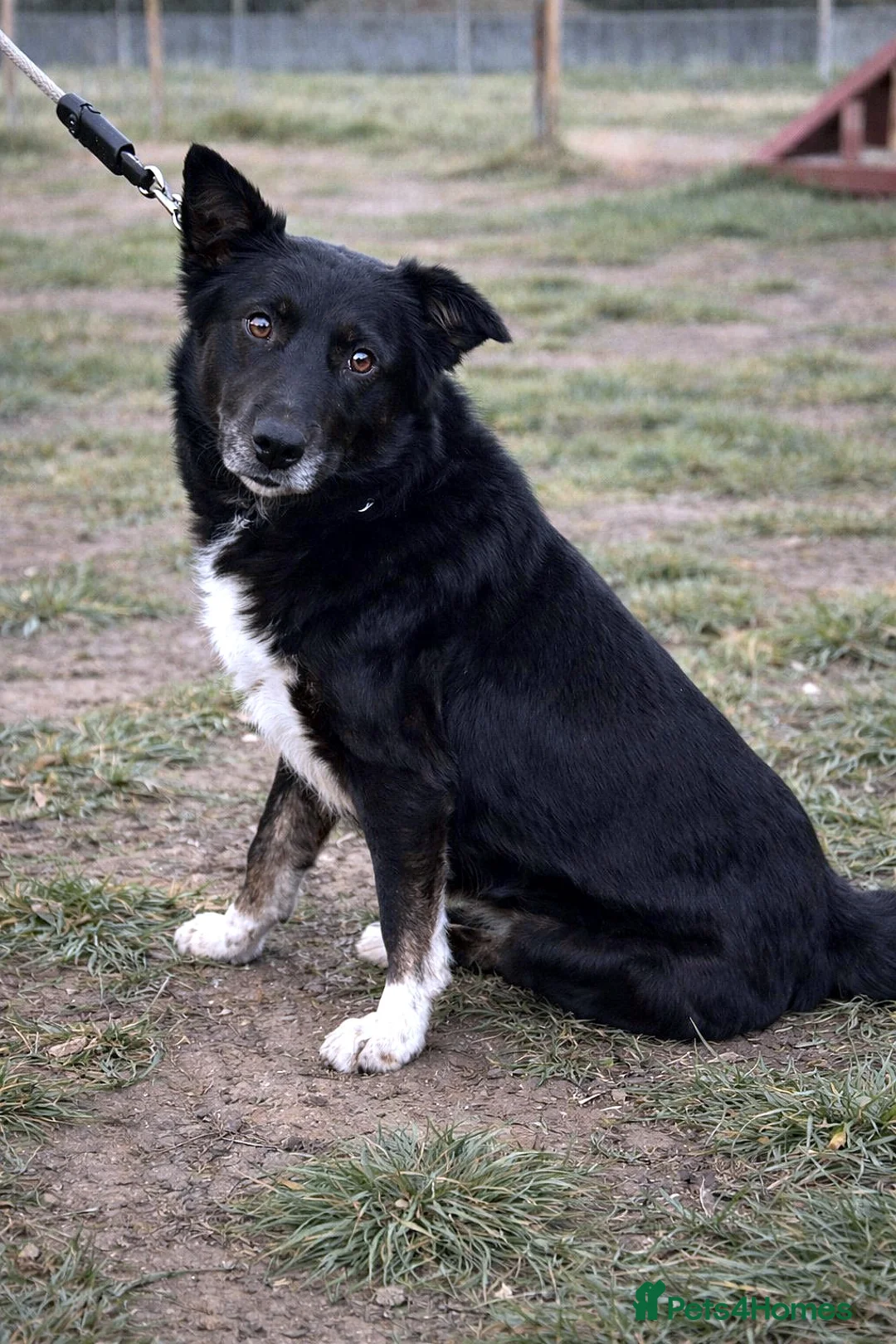 Mixed Breed dogs for adoption: 🐾NERO – From Frozen to Faithful & Loving🖤🐾 - Advert 1