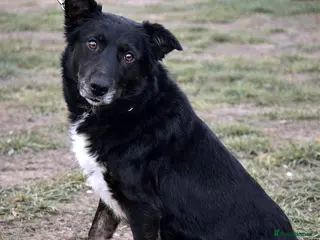 Mixed Breed dogs 🐾NERO – From Frozen to Faithful & Loving🖤🐾 - Advert 4