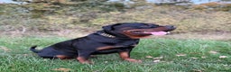 Rottweiler dogs for stud: 100% German Rottweiler - Advert 9