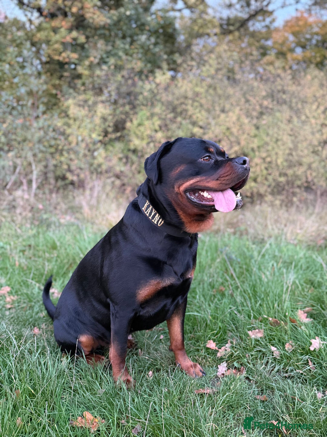 Rottweiler dogs for stud: 100% German Rottweiler - Advert 9