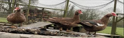 Ducks poultry for sale: Muscovy Ducks  - Advert 2