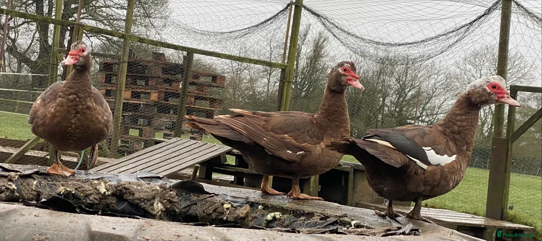 Ducks poultry for sale: Muscovy Ducks  - Advert 2