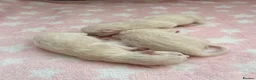 Ragdoll cats for sale: 🐾 Purebred Ragdoll Kittens – Available to Reserve - Advert 5