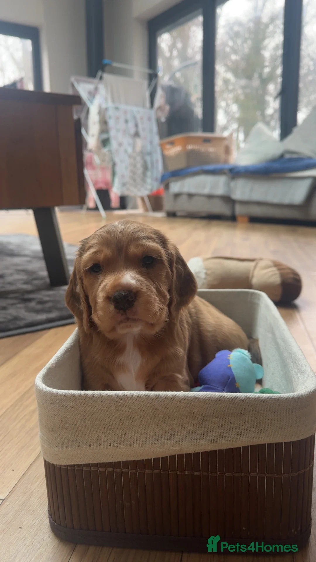 Cocker Spaniel dogs for sale: Working cocker spaniels - Advert 5
