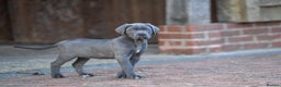 Cane Corso dogs for sale: Elite cane corso puppies  - Advert 27