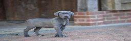 Cane Corso dogs for sale: Elite cane corso puppies  - Advert 27