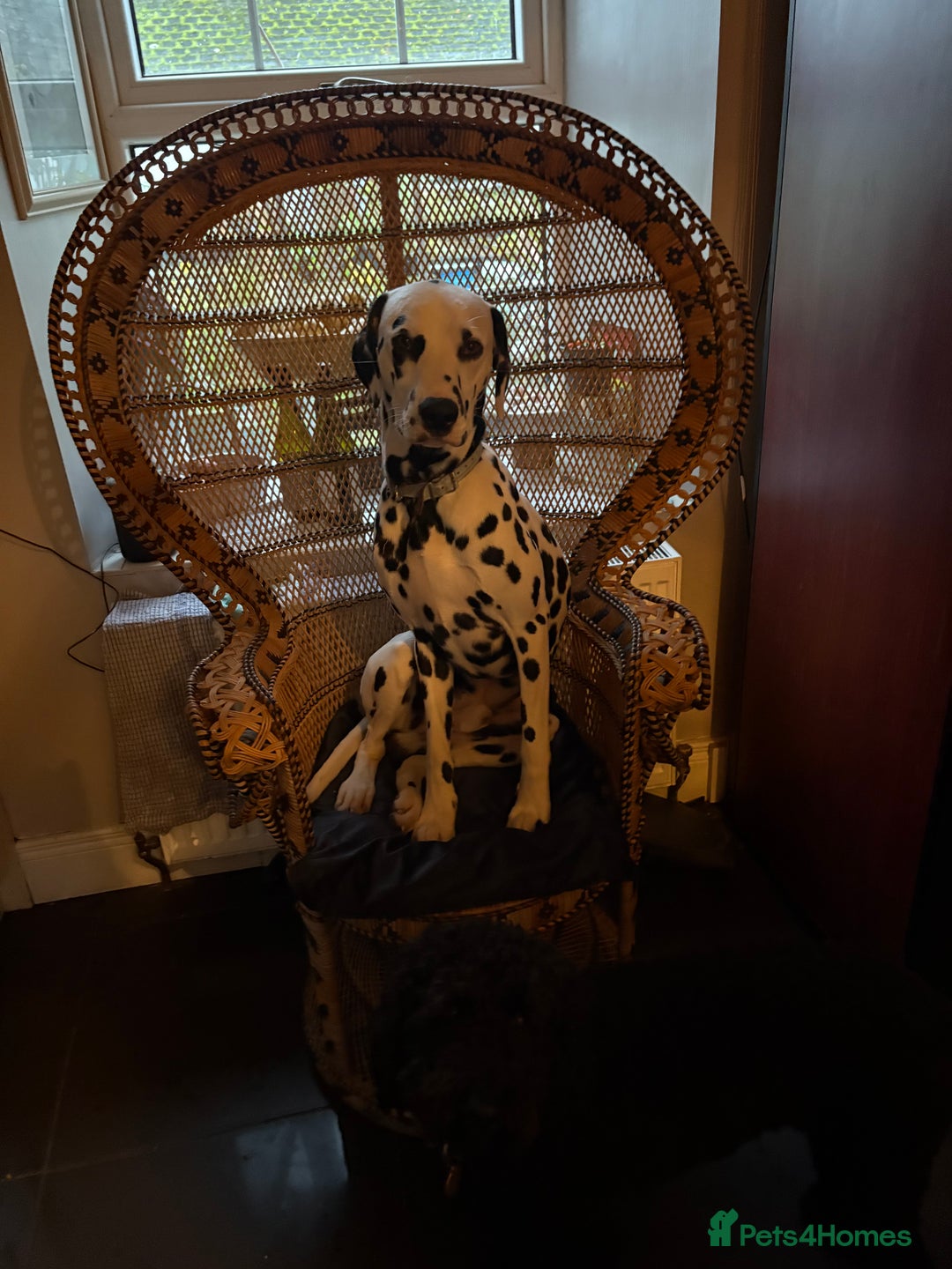 Dalmatian dogs for sale: The most beautiful beautiful Dalmatian puppies  - Advert 22
