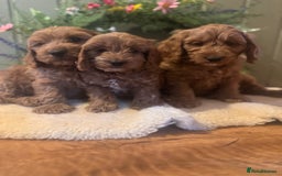 Cockapoo dogs for sale: Ready To Leave F1 Show miniature Cockapoos  - Image 5