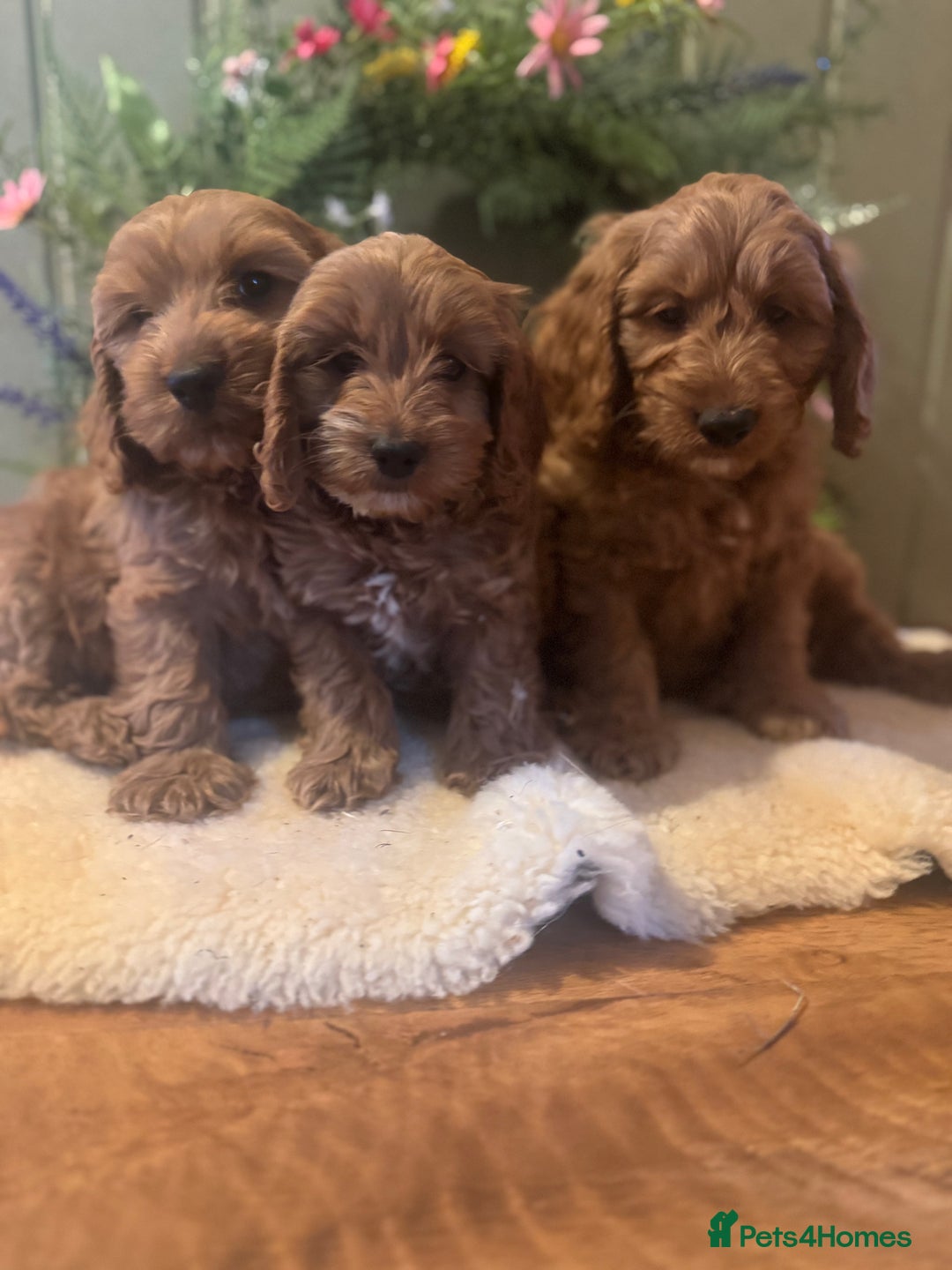 Cockapoo dogs for sale: Ready To Leave F1 Show miniature Cockapoos  - Image 5
