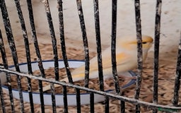 Canaries birds for sale: Canaries  in Wolverhampton - Image 4
