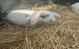 Mini Lop rabbits for sale: mini lops  - Image 6