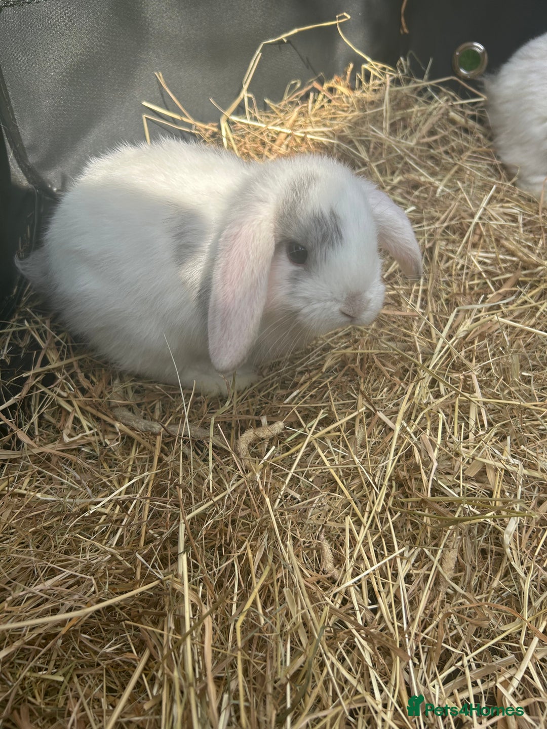 Mini Lop rabbits for sale: mini lops  - Image 6