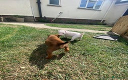 Mixed Breed dogs for sale: Jack Russels  - Image 8