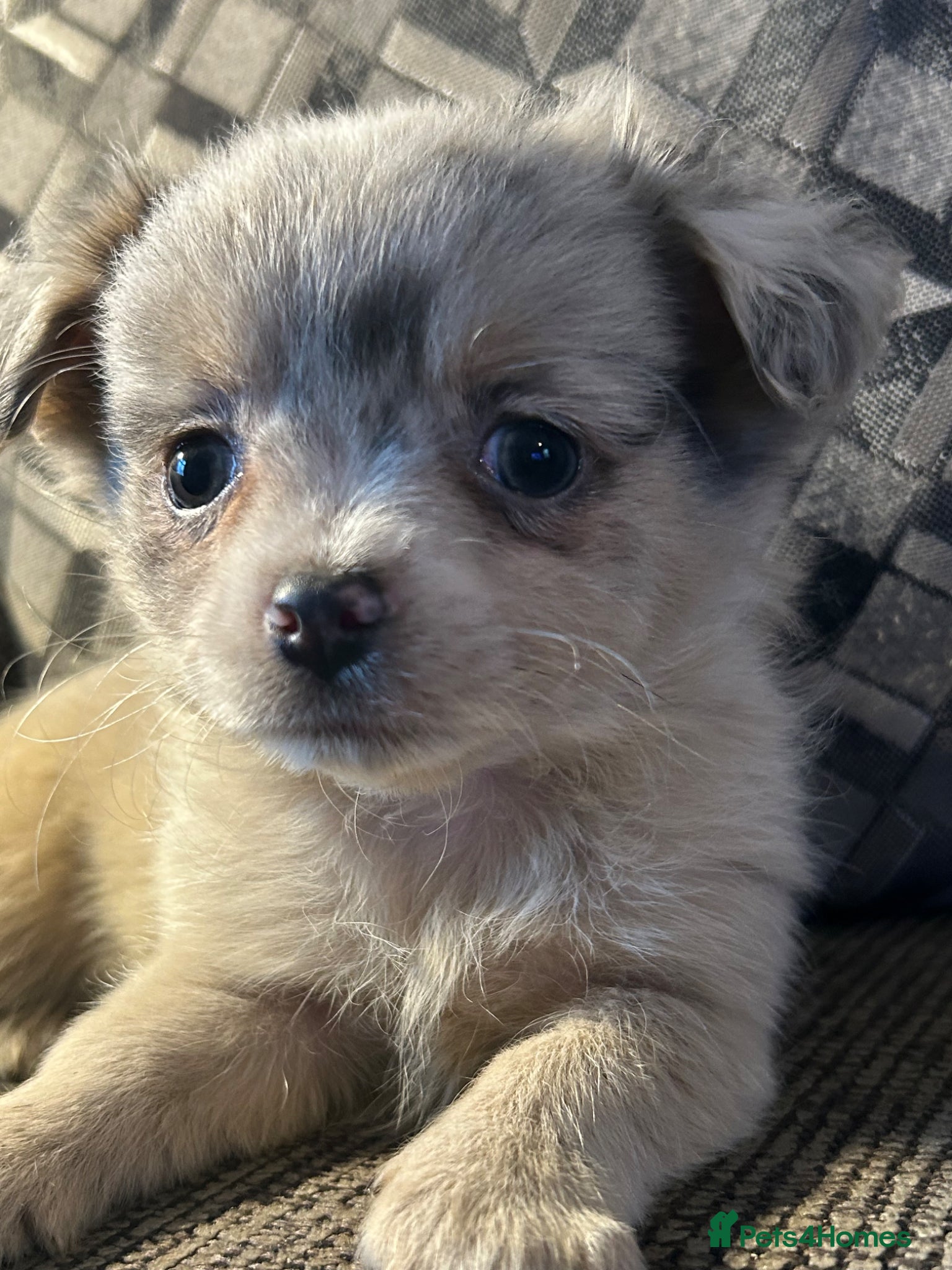Chihuahua dogs Perfect Russian line chihuahua  - Advert 6