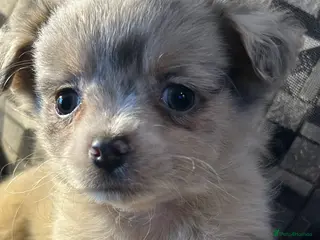 Chihuahua dogs Perfect Russian line chihuahua - Advert 6