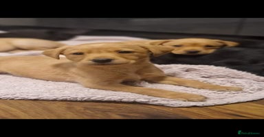 Labrador Retriever dogs - Advert 9