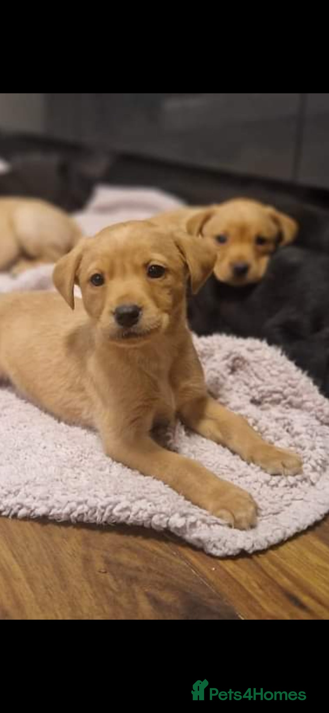 Labrador Retriever dogs for sale: Kc reg labradore puppies - Image 5