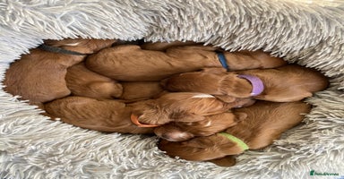 Mixed Breed dogs - Advert 6