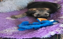 Border Terrier dogs for sale: Border terriers puppys - Image 13