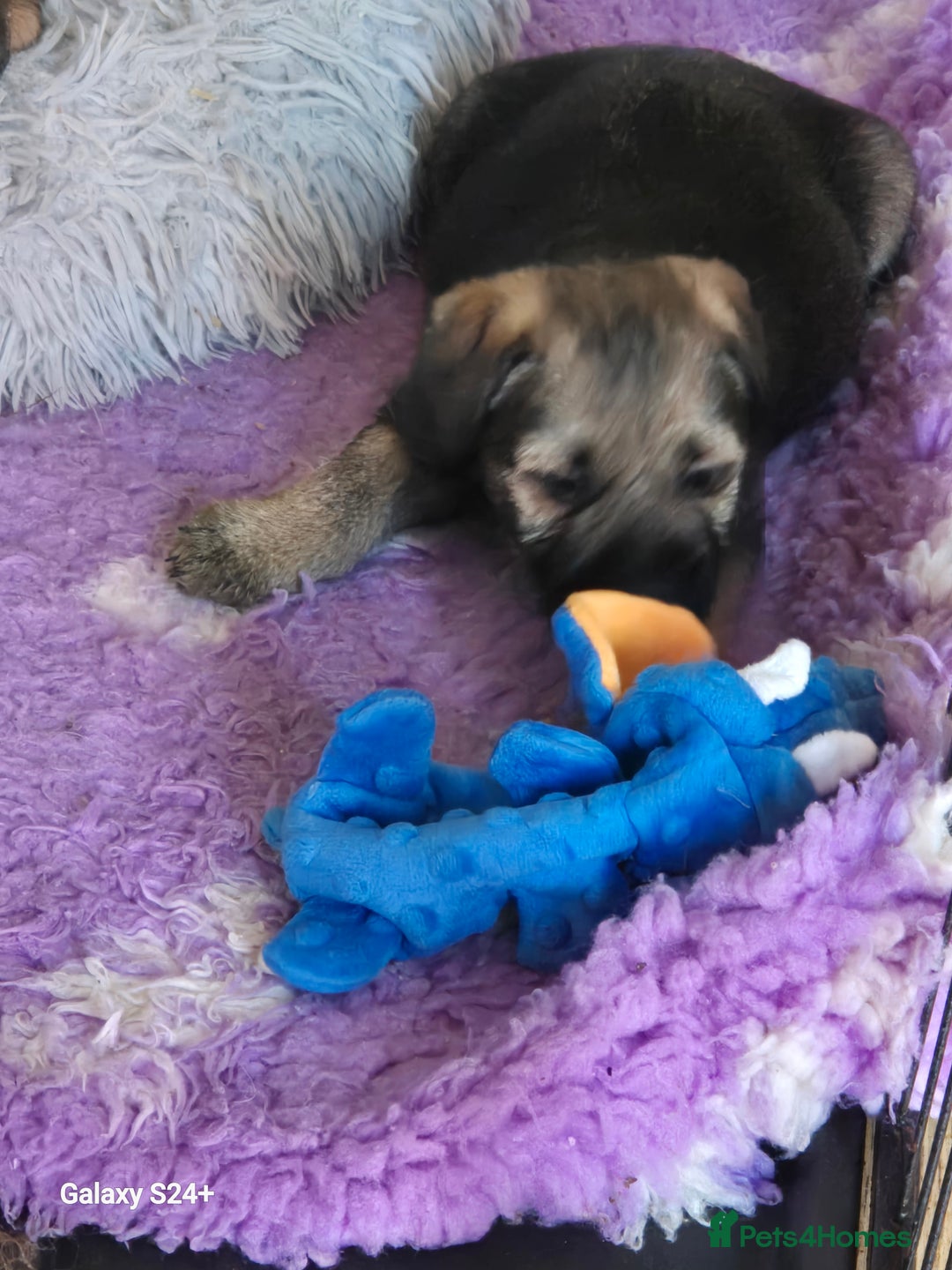 Border Terrier dogs for sale: Border terriers puppys - Image 13
